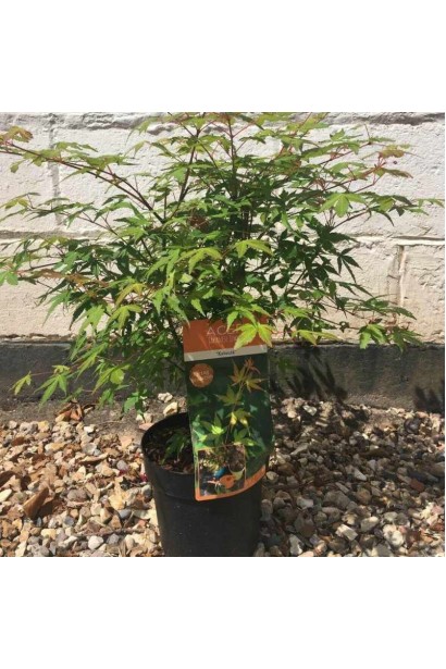 Молодий саджанець японського клена Катсура в горщику. 